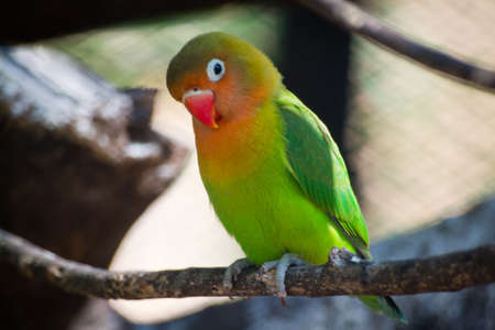 Love Bird