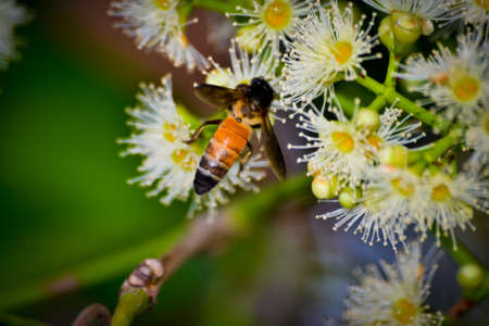 Honey bee on a flowerの写真素材