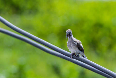 Little Zebra Doveの写真素材