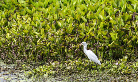 White Cattle Egret, Animal-Wildの写真素材