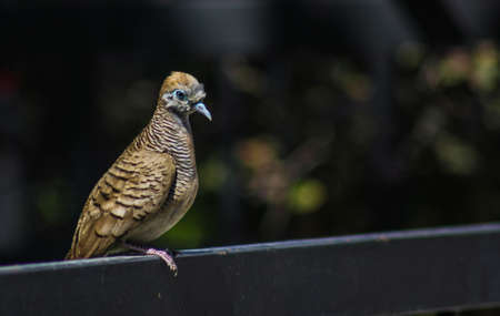 Zebra Doveの写真素材