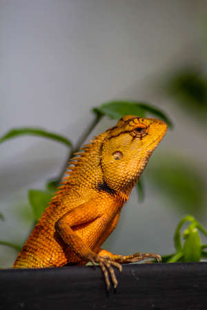Big Typical Orange Lizardの写真素材