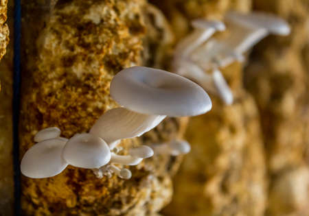 Organic mushroom farmの写真素材