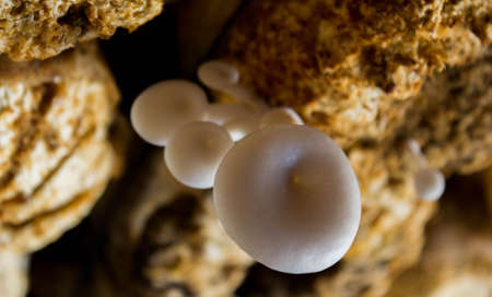 Organic mushroom farmの写真素材