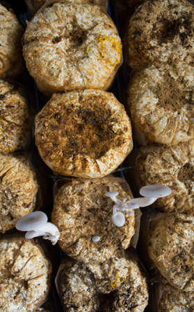 Organic mushroom farm
