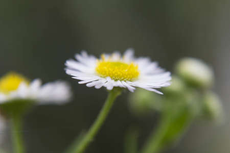 Gypso,gypsophila. White flowersの写真素材