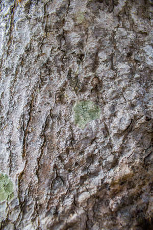 close up of bark of an oak tree gives a harmonic pattern
