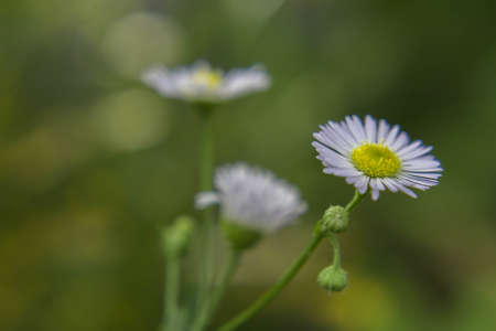 Gypso,gypsophila. White flowers