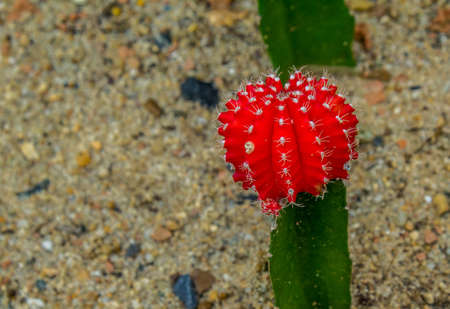 Closeup of the Gymnocalycium, Moon Cactus in glass houseの写真素材