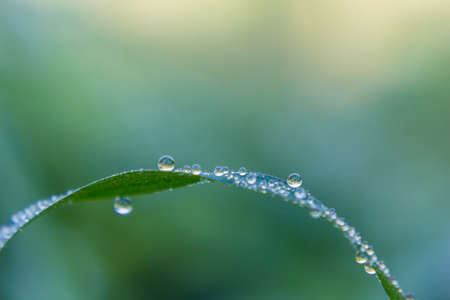 Dew drop, after rain, morning   dew drop on blade of green grassの写真素材