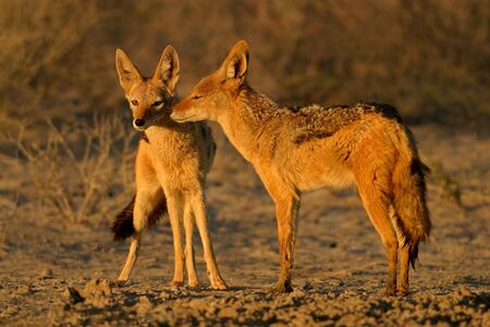 Interaction between two Black-backed Jackals, Kalahari, South Africaの写真素材