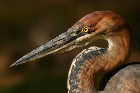 Portrait of a Goliath heronの写真素材