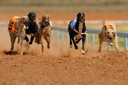 Greyhounds at full speed during a raceの写真素材