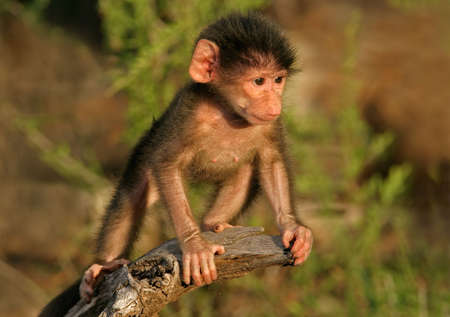 A  Chacma baboon playing, South Africaの写真素材