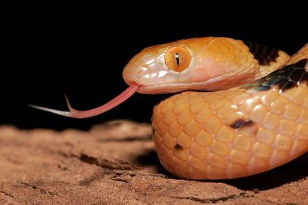 Close-up portrait of a tiger snake with tongue flickingの写真素材