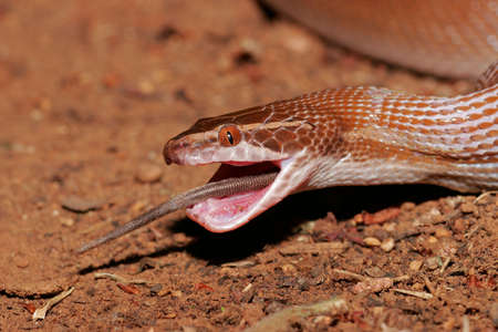 A brown house snake swallowing a ratの写真素材