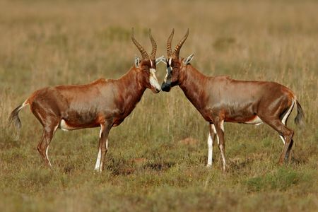 Two interacting Blesbok antelopes, South Africaの写真素材