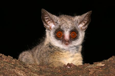 Portrait of the nocturnal Lesser Bush, South Africa