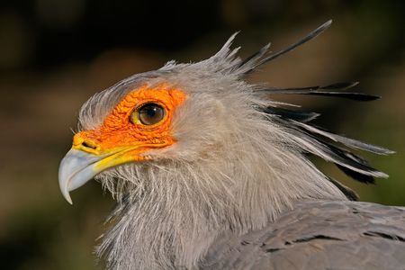 Portrait of secretary bird, South Africaの写真素材