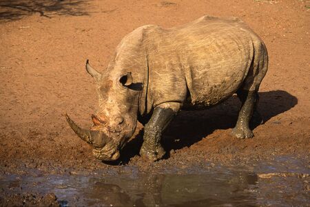 A white rhinoceros (square-lipped rhinoceros), South Africaの写真素材
