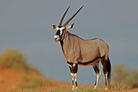 Gemsbok antelope (Oryx) on dune, South Africaの写真素材