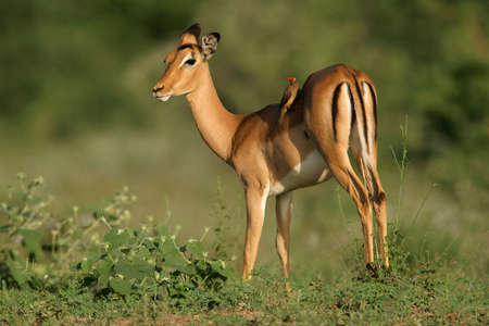 A female Impala antelope with oxpecker feeding on ticks, South Africaの写真素材