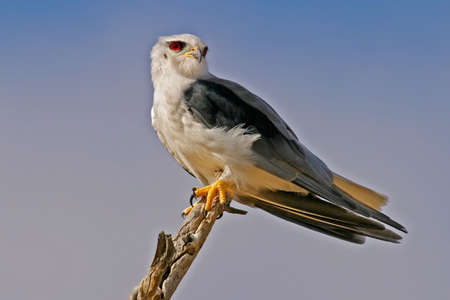 Black-shouldered kite perched on a branch, South Africa