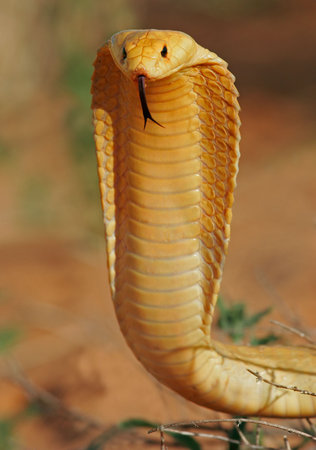 Aggressive Cape cobra with flattened hood, Kalahari, South Africsの写真素材