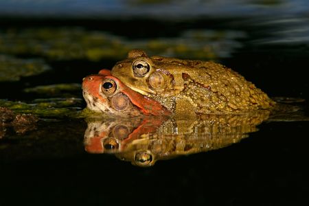 Mating red toads, South Africaの写真素材