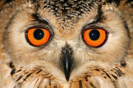 Close-up portrait of an owl with large orange eyesの写真素材