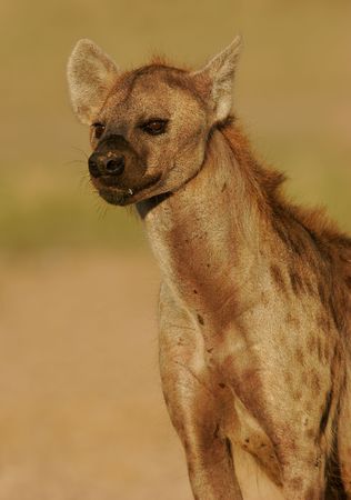 Portrait of a spotted hyena, South Africaの写真素材