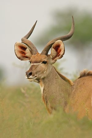 Portrait of a young male Kudu antelope, South Africaの写真素材