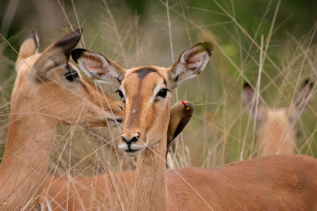 Portrait of a female impala with oxpecker bird, Kruger National Park, South Africaの写真素材