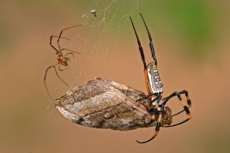 Golden orb web spider with moth