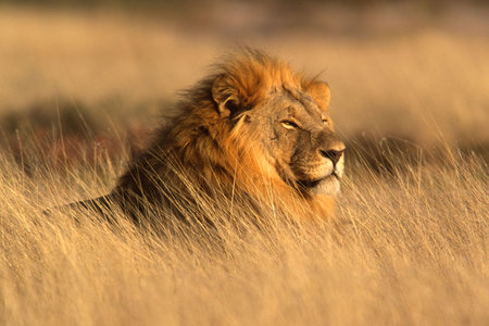 Portrait of a big male lion lying in the grass, Etosha national Park, Namibiaの写真素材