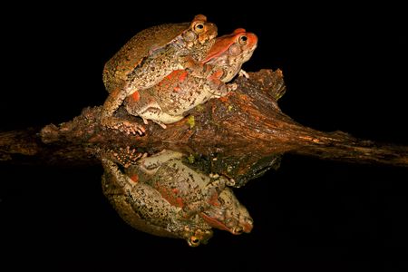 Mating red toads, South Africaの写真素材
