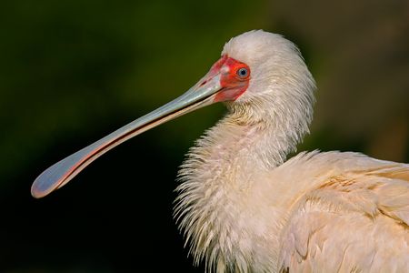 Portrait of spoonbill, South Africaの写真素材