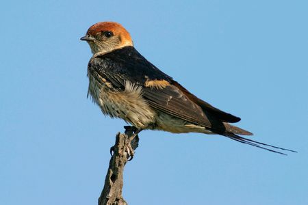 Lesser striped swallow perched on a branch, South Africaの写真素材