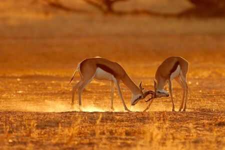 Two male springbuck fighting for territory, Kalahari, South Africaの写真素材