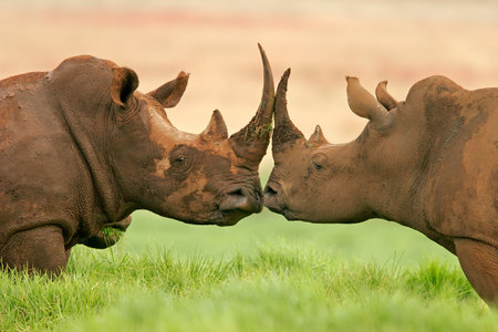Portrait of two White (square-lipped) rhinoceros, South Africaの写真素材