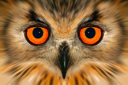 Digitally enhanced portrait of an owlの写真素材