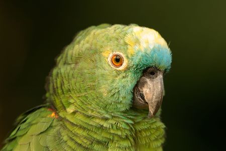 Portrait of a pet parrotの写真素材