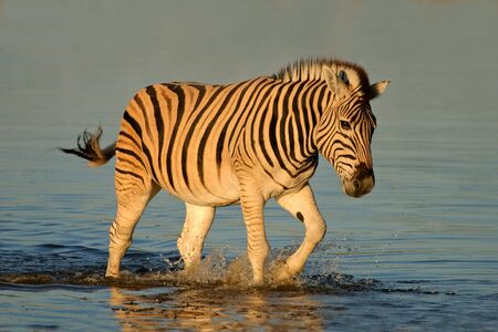 Plains Zebra walking in water, late afternoon, Etosha National park, Namibia	の写真素材