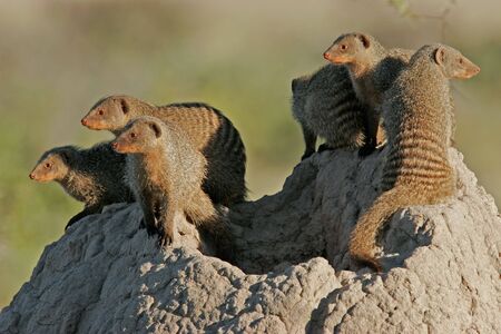 Banded mongoose family basking on a termite mound, Etosha National park, Namibiaの写真素材