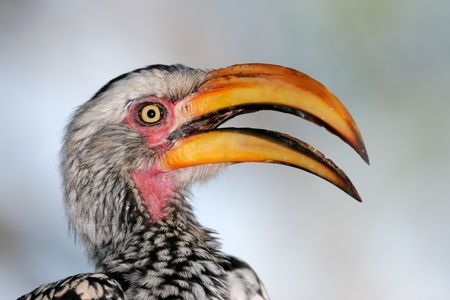 Portrait of a yellow-billed hornbill, Namibia