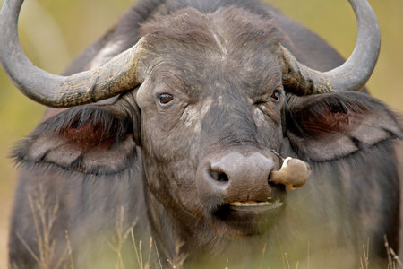Portrait of an African buffalo with oxpecker bird feeding on ticks, Kruger National park, South Africaの写真素材