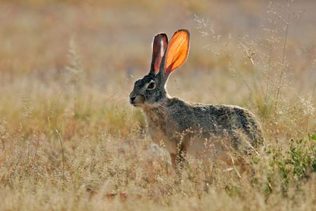 Alert scrub hare among grass, Etosha National park, Namibiaの写真素材