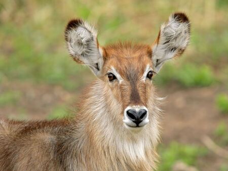 Portrait of a young waterbuck, Kruger National park, South Africaの写真素材