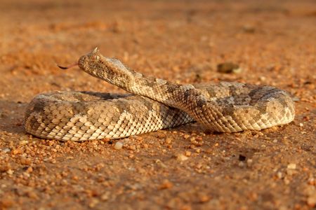 Horned adder (Bitis caudalis) in defensive position, Namibia	の写真素材