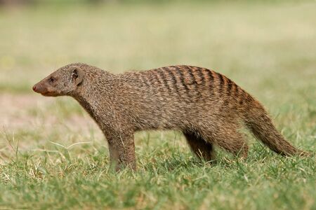 Banded mongoose (Mungos mungo), Etosha National Park, Namibiaの写真素材